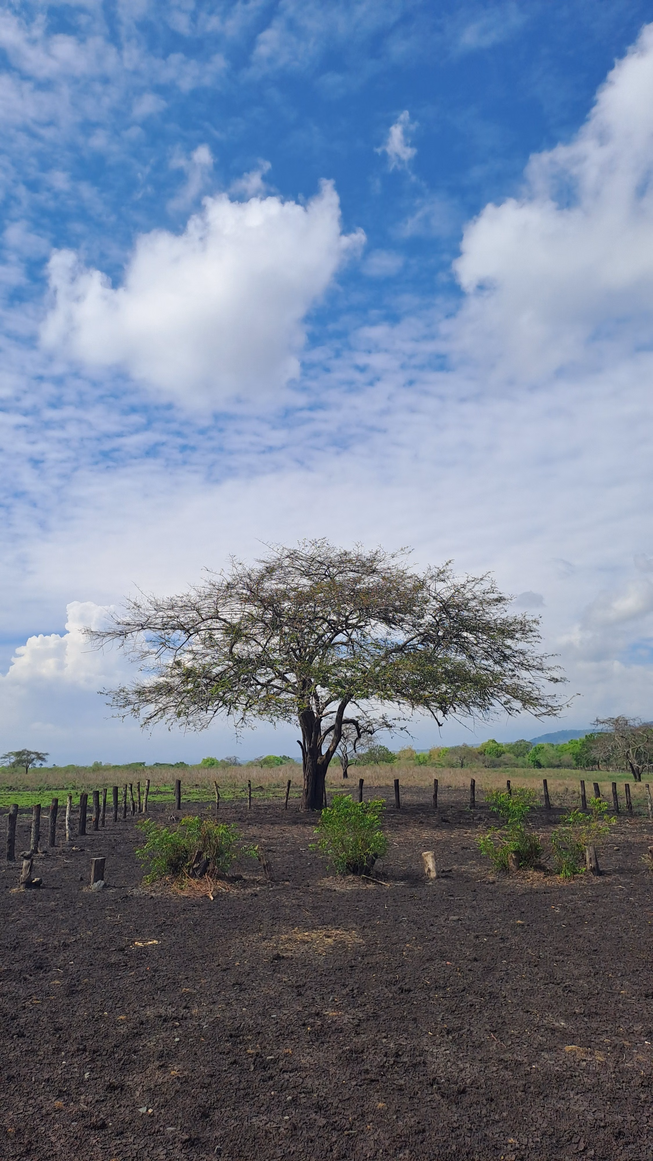 Llanos Orientales